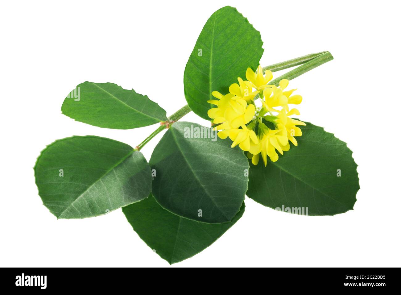 Fenugreek leaves with flowers (Trigonella corniculata) isolated w