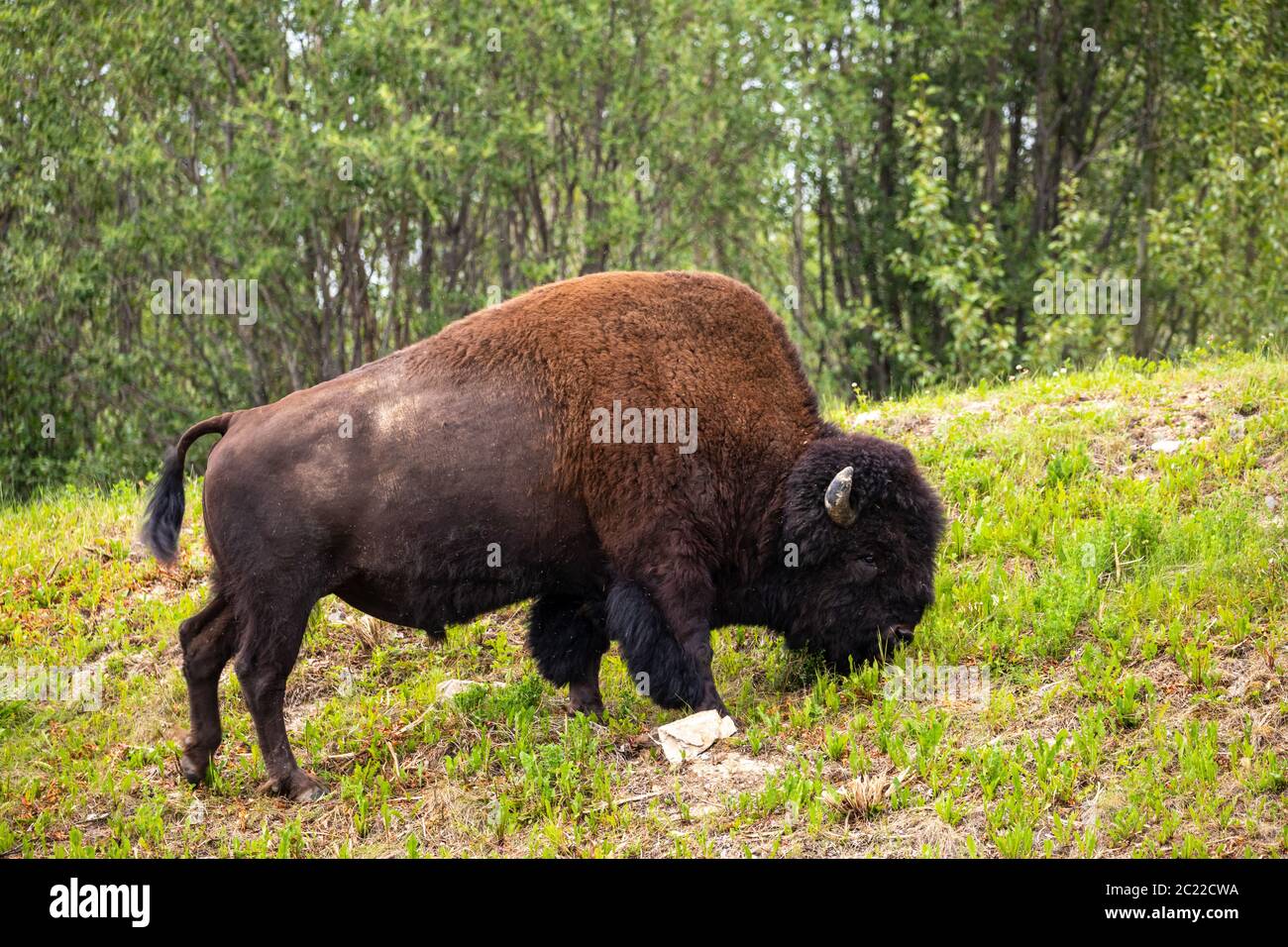 american bison along the alaska highway in Canada Stock Photo Alamy