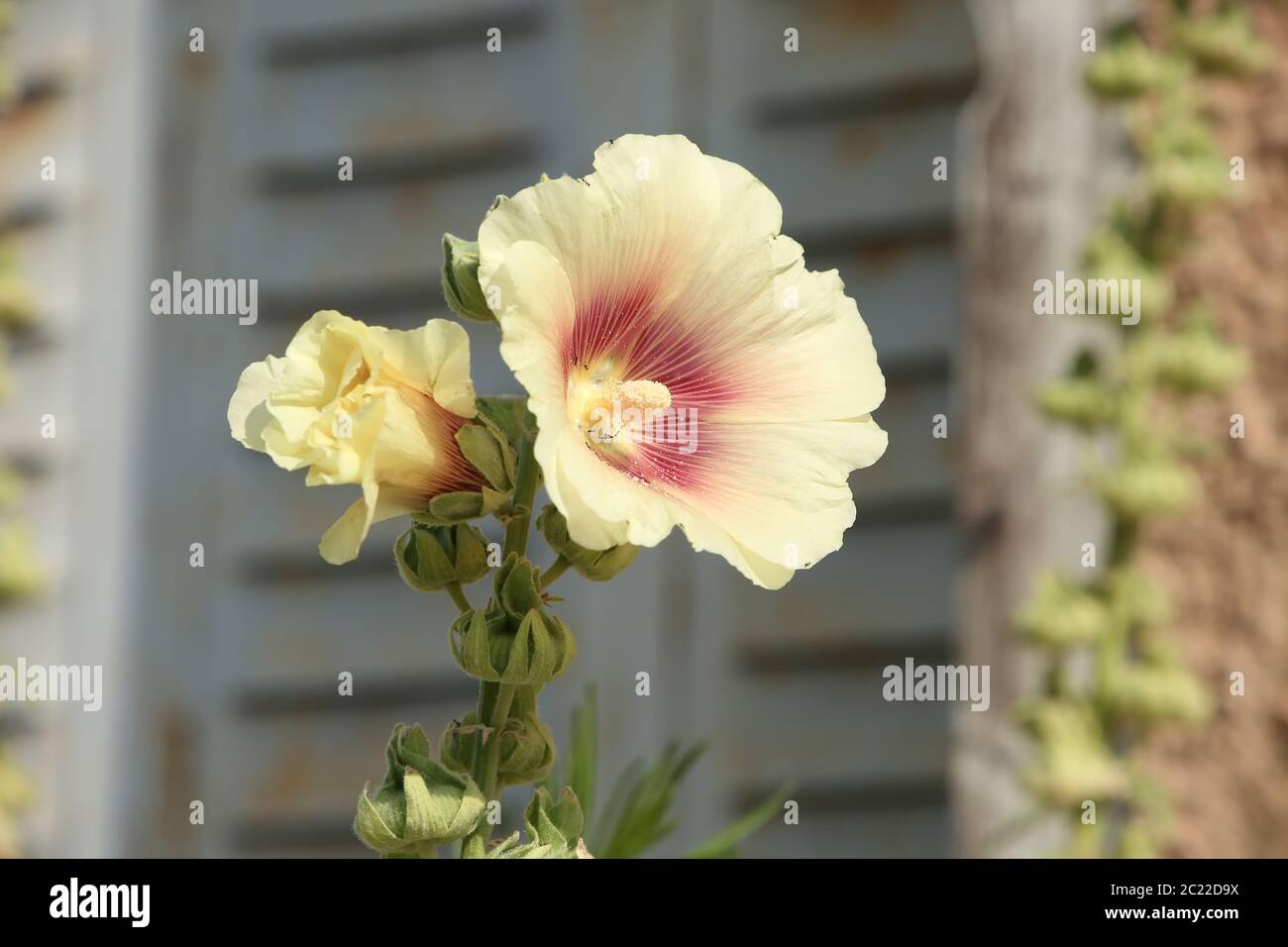Beautiful hollyhock flower in bloom with cream & pink petals, against a traditional wooden building, citadel of Blaye, Gironde department, France. Stock Photo
