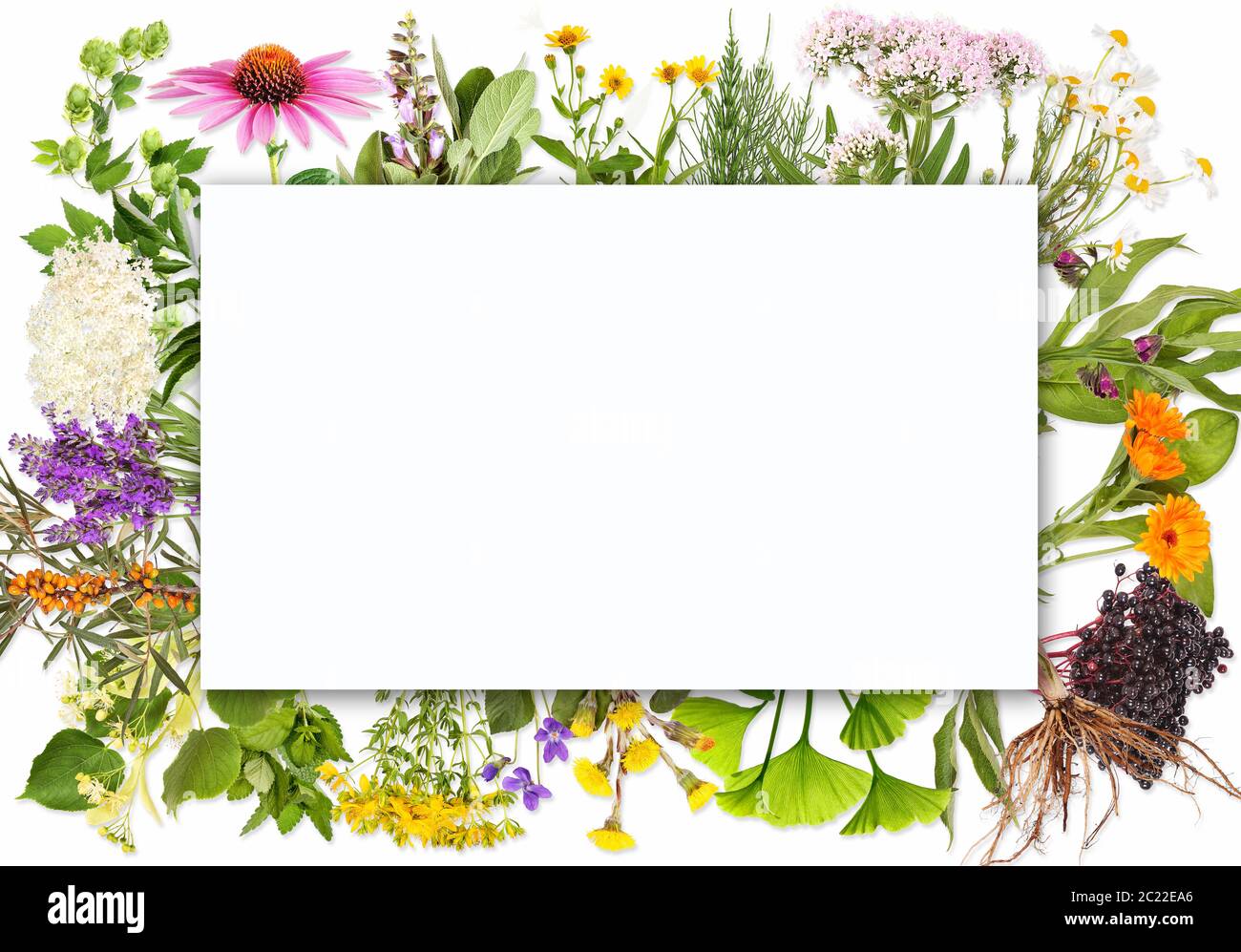 Blank label with medical plants Stock Photo