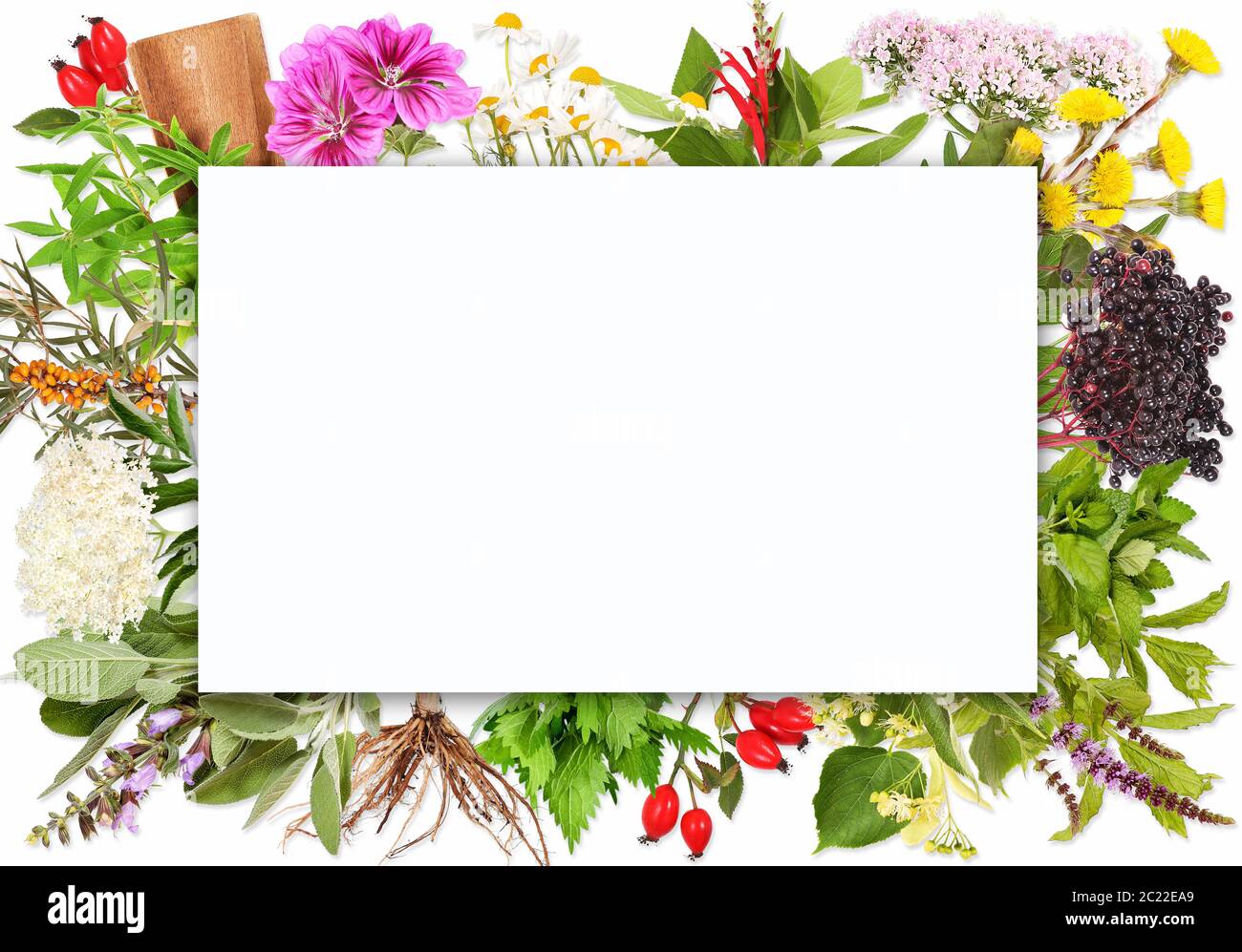 Blank label with tea plants Stock Photo