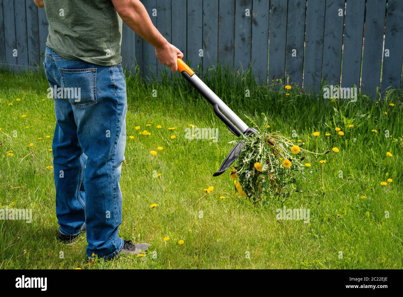 Man removing weeds dandelions from yard. Mechanical device for removing dandelion weeds by pulling the tap root in garden. Stock Photo