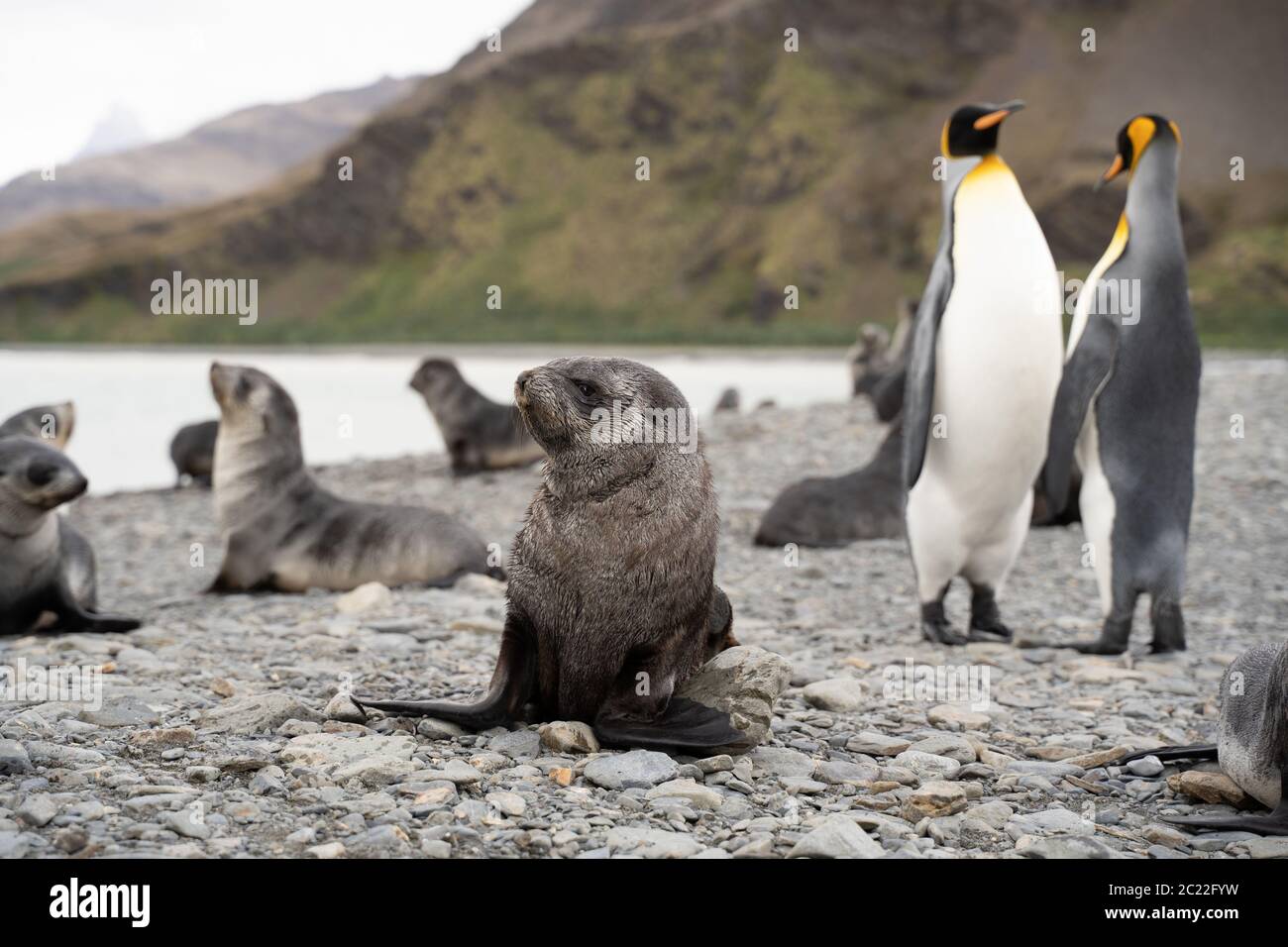 Sea Lions and King Penguins in Fortuna Bay, South Stock Photo