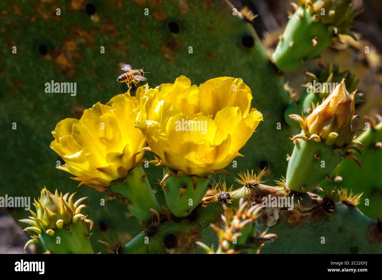 Honey bee on a yellow prickly pear cactus flower Stock Photo - Alamy