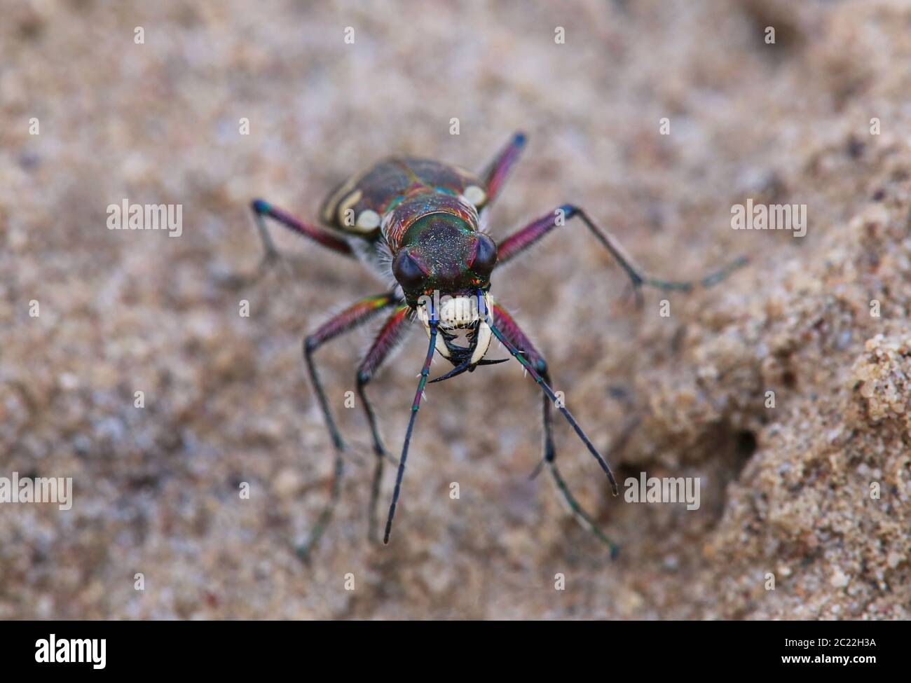 Violent mandibles at the dune sand-running beetle Cicindela hybrida Stock Photo