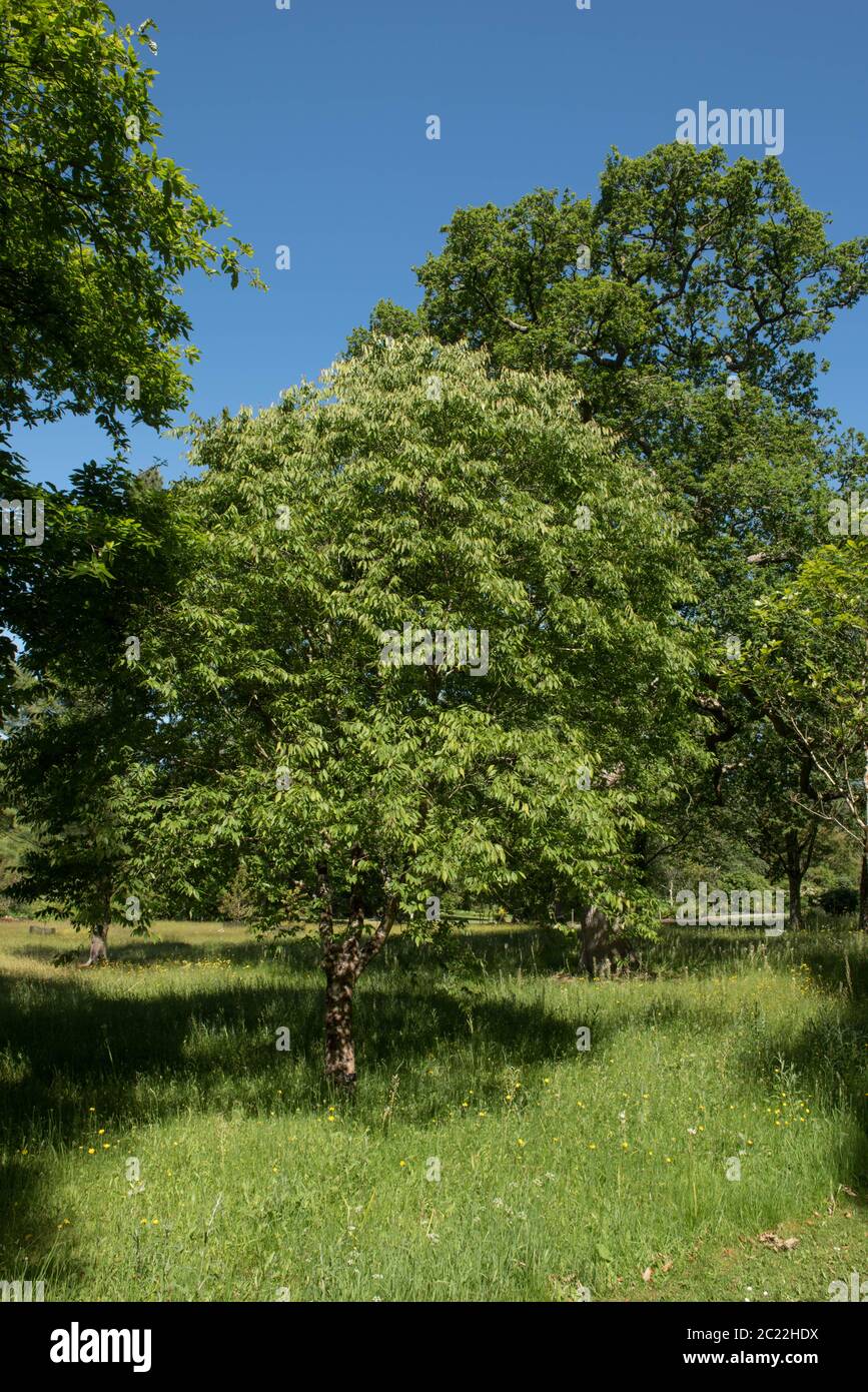 Bright Green Summer Foliage of a Chinese Zelkova Tree (Zelkova