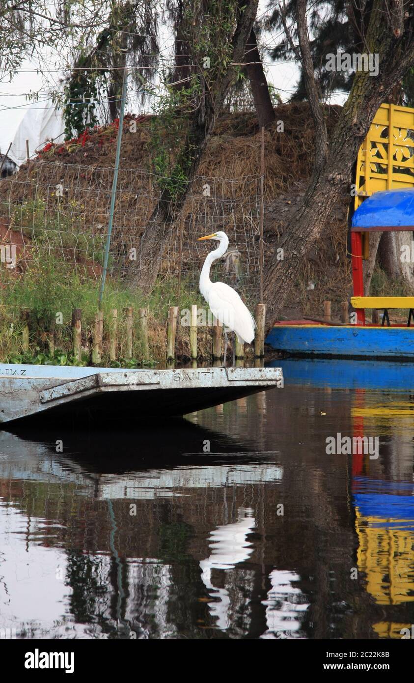 The island of the dolls (La Isla de las Muñecas) little islands in Lake Xochimilco, Mexico City