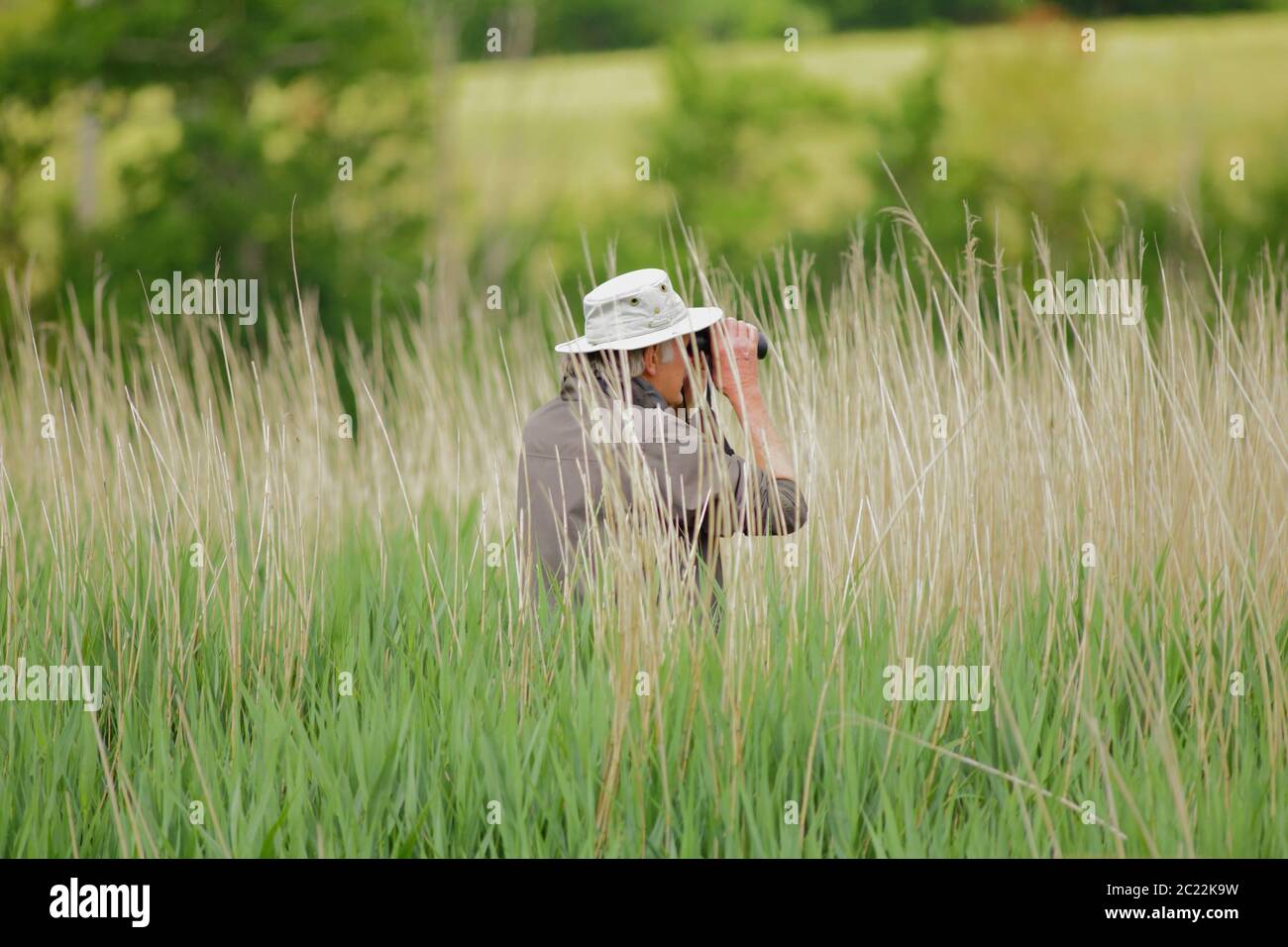 Bird watcher observing wildlife from reed grass in Seaton Wetlands, Devon Stock Photo