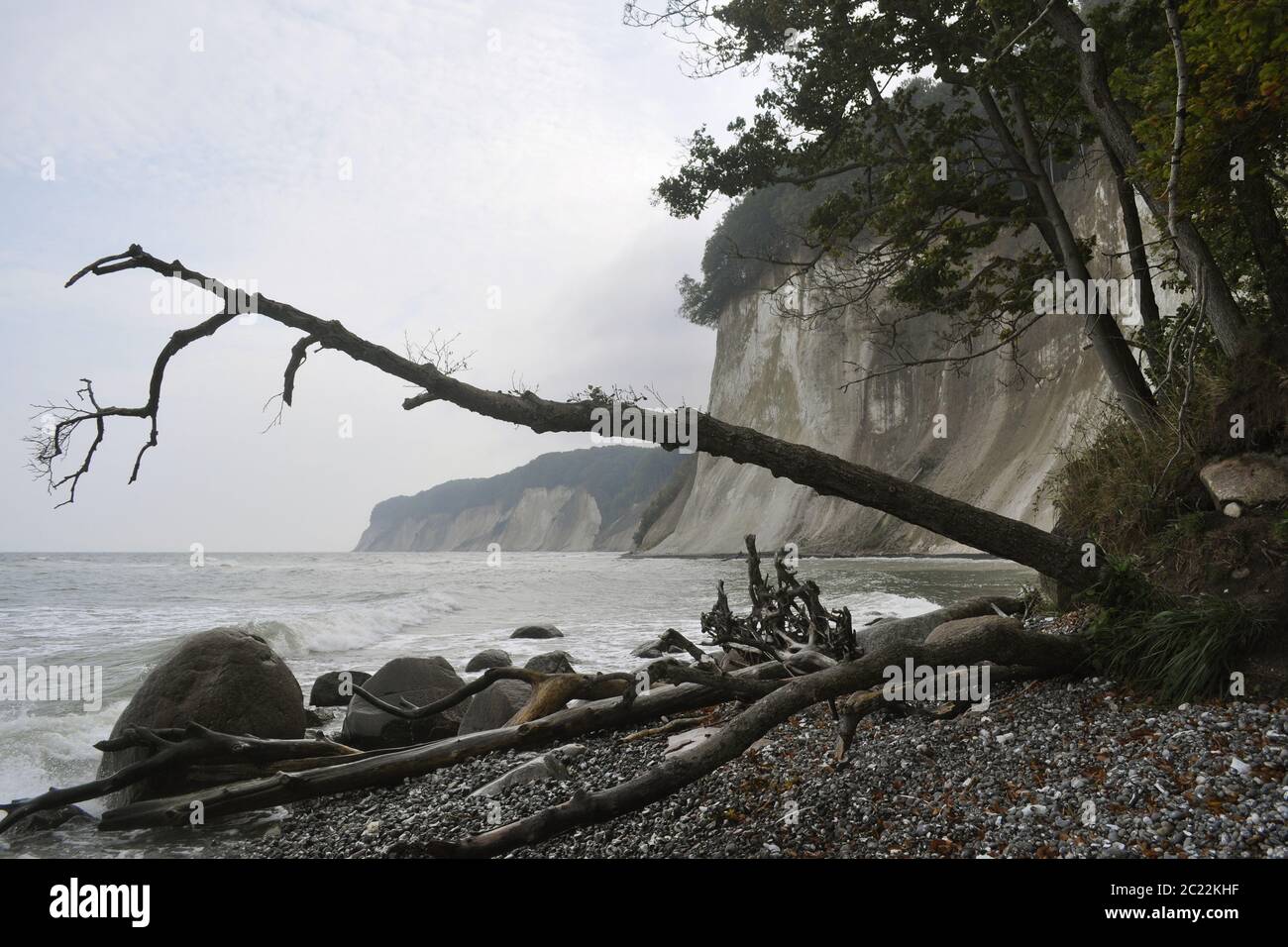 Shore landscape on the chalk coast of the Baltic Sea with stranded trees Stock Photo