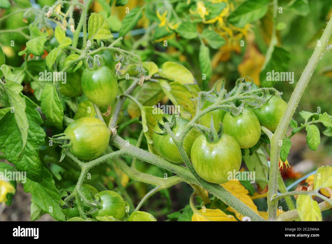 Green tomatoes - Red Alert variety - form on the vine in a vegetable garden Stock Photo