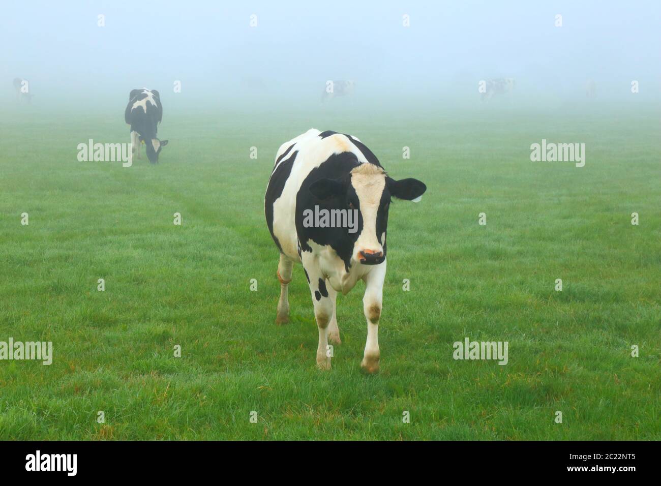 Holstein Friesian cows graze on the farmland on the foggy morning in East Devon Stock Photo