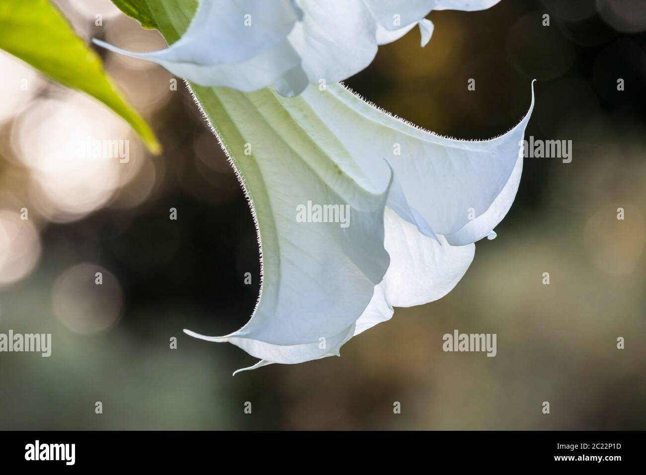 White flower in bright light Stock Photo