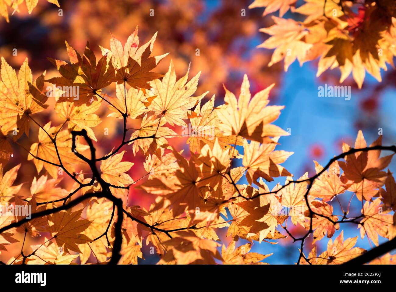 Red leave of maple tree for autumn fall background Stock Photo - Alamy