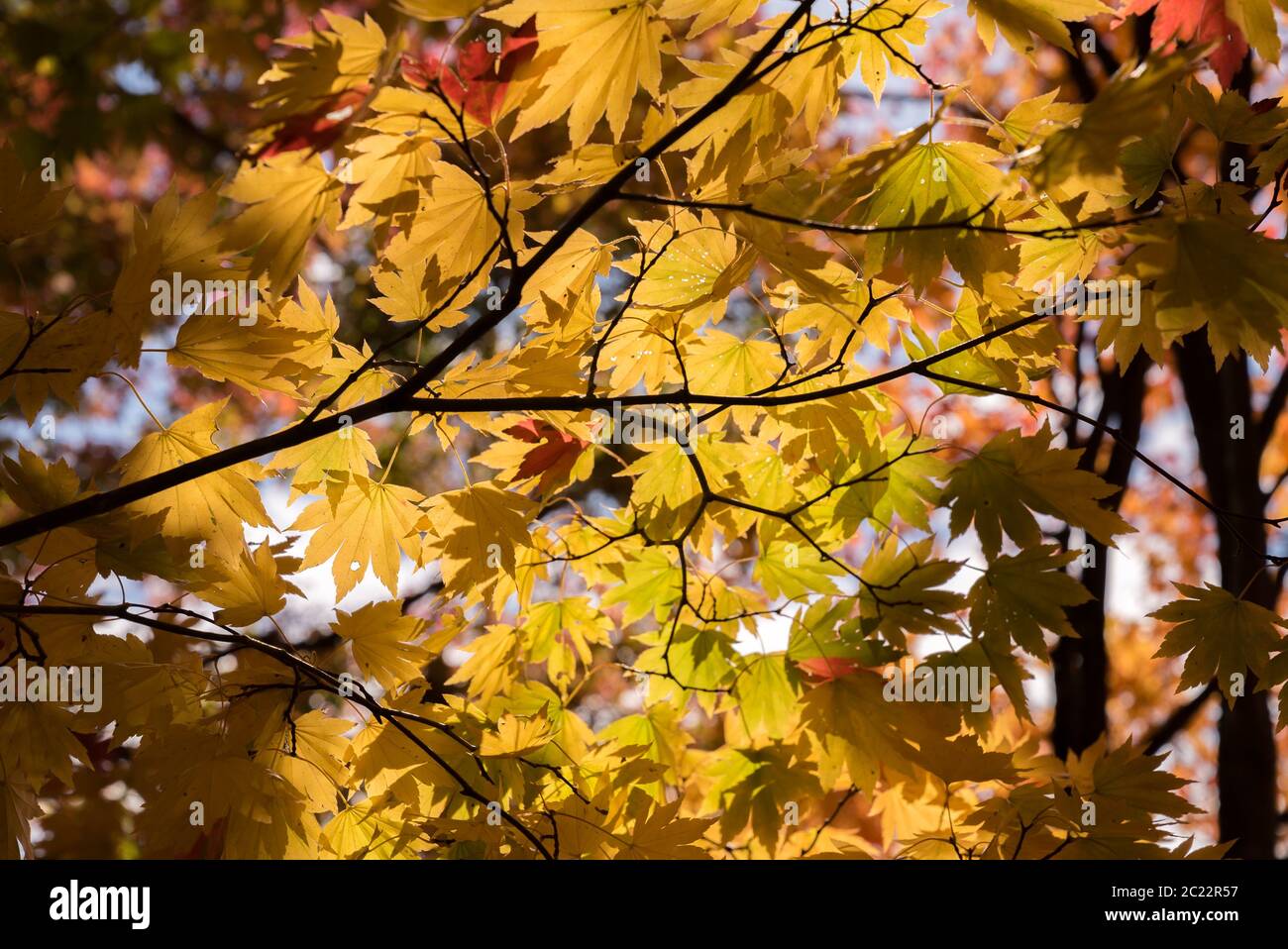Red leave of maple tree for autumn fall background Stock Photo - Alamy
