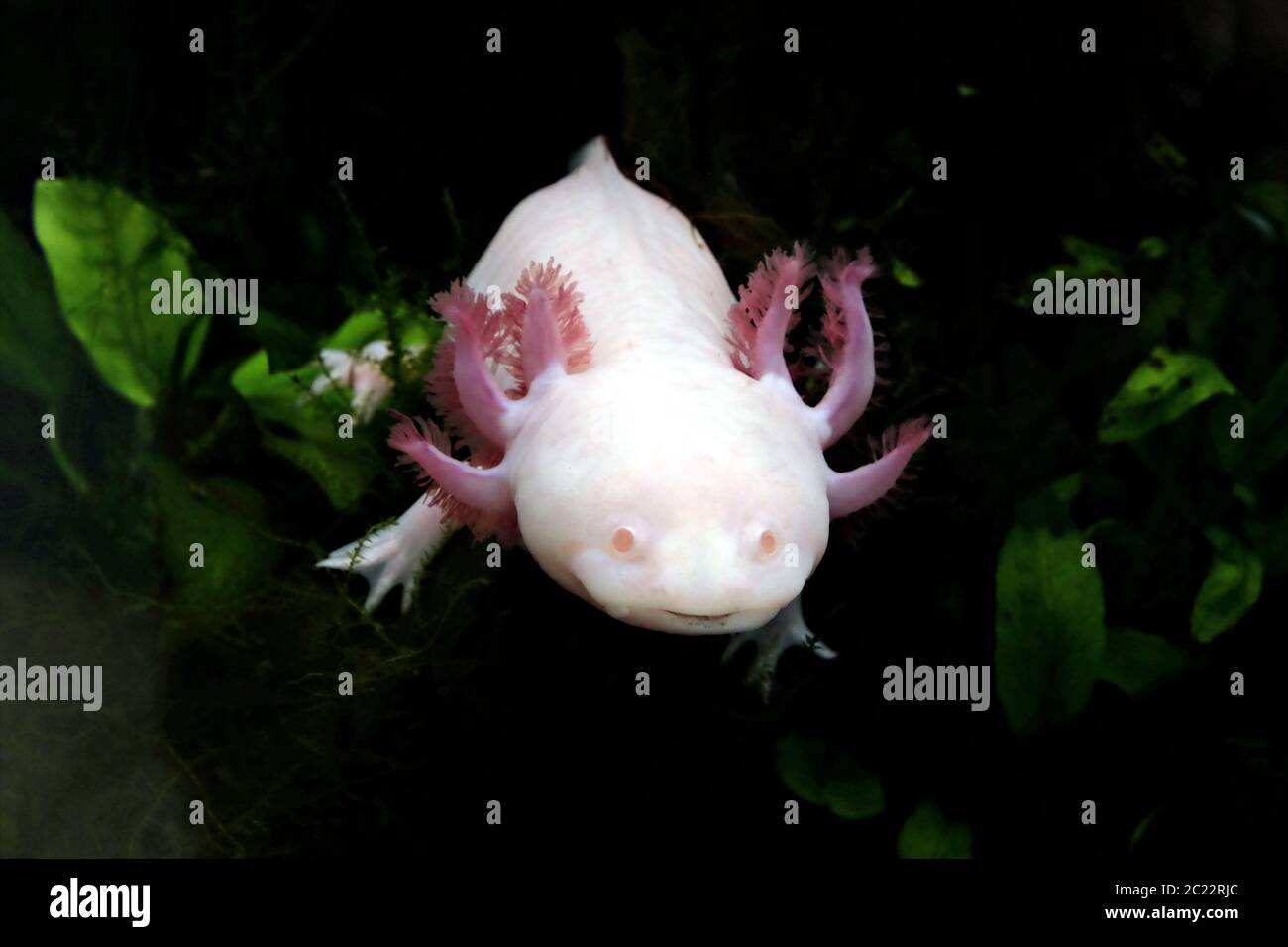 Closeup of an axolotl, a mexican salamander Stock Photo