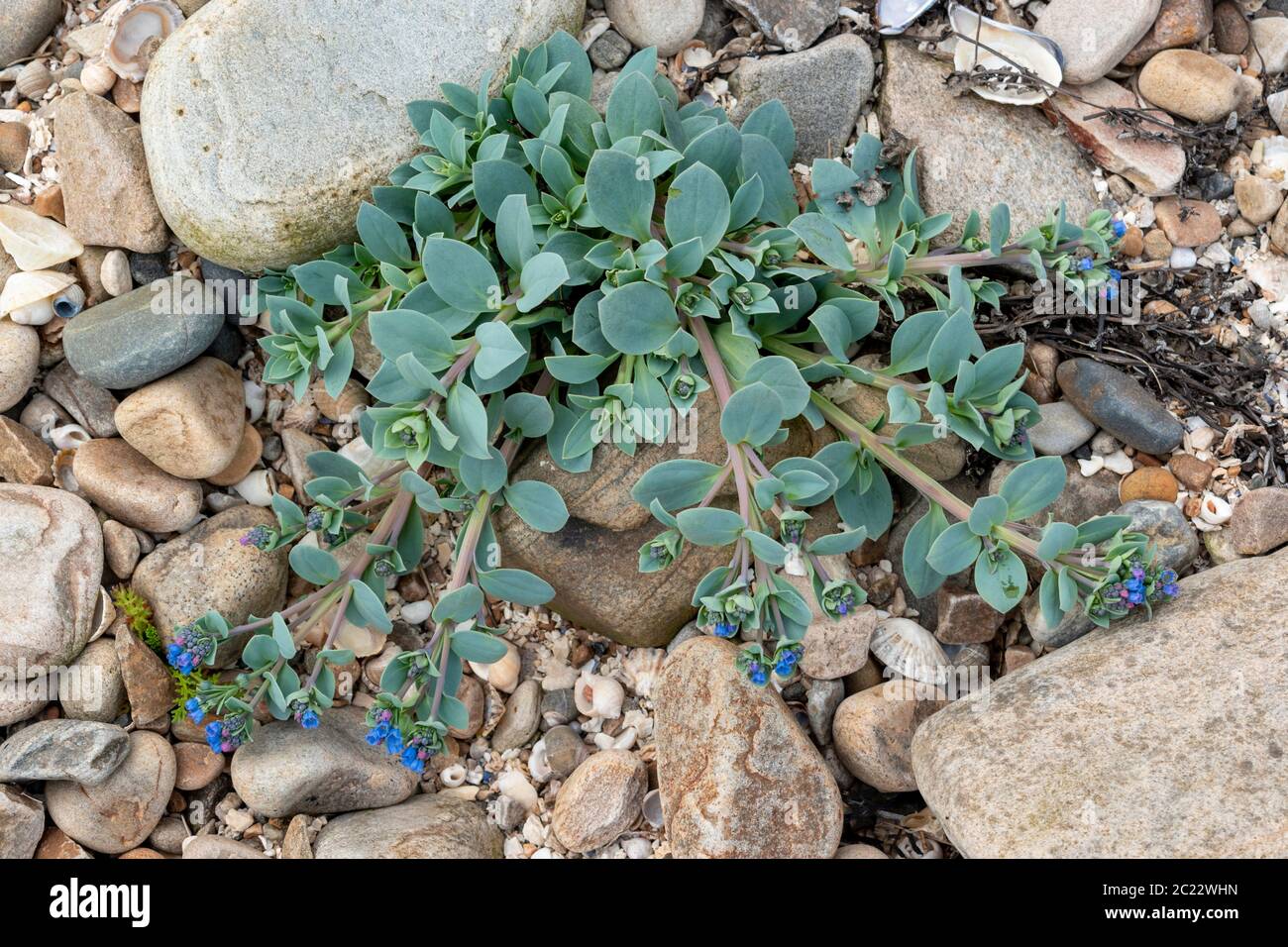 OYSTERPLANT Mertensia maritima  A  BLUE GREEN PLANT AND STEMS WITH BRIGHT BLUE FLOWERS ON A SEASHELL AND ROCK COVERED BEACH THE MORAY COAST SCOTLAND Stock Photo