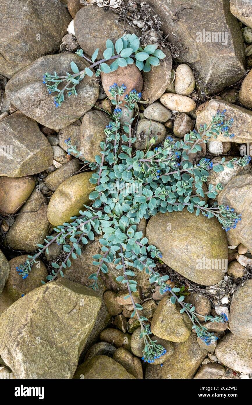 OYSTERPLANT Mertensia maritima  A  BLUE GREEN PLANT WITH BRIGHT BLUE FLOWERS ON A SEASHELL AND ROCK COVERED BEACH MORAY COAST SCOTLAND Stock Photo