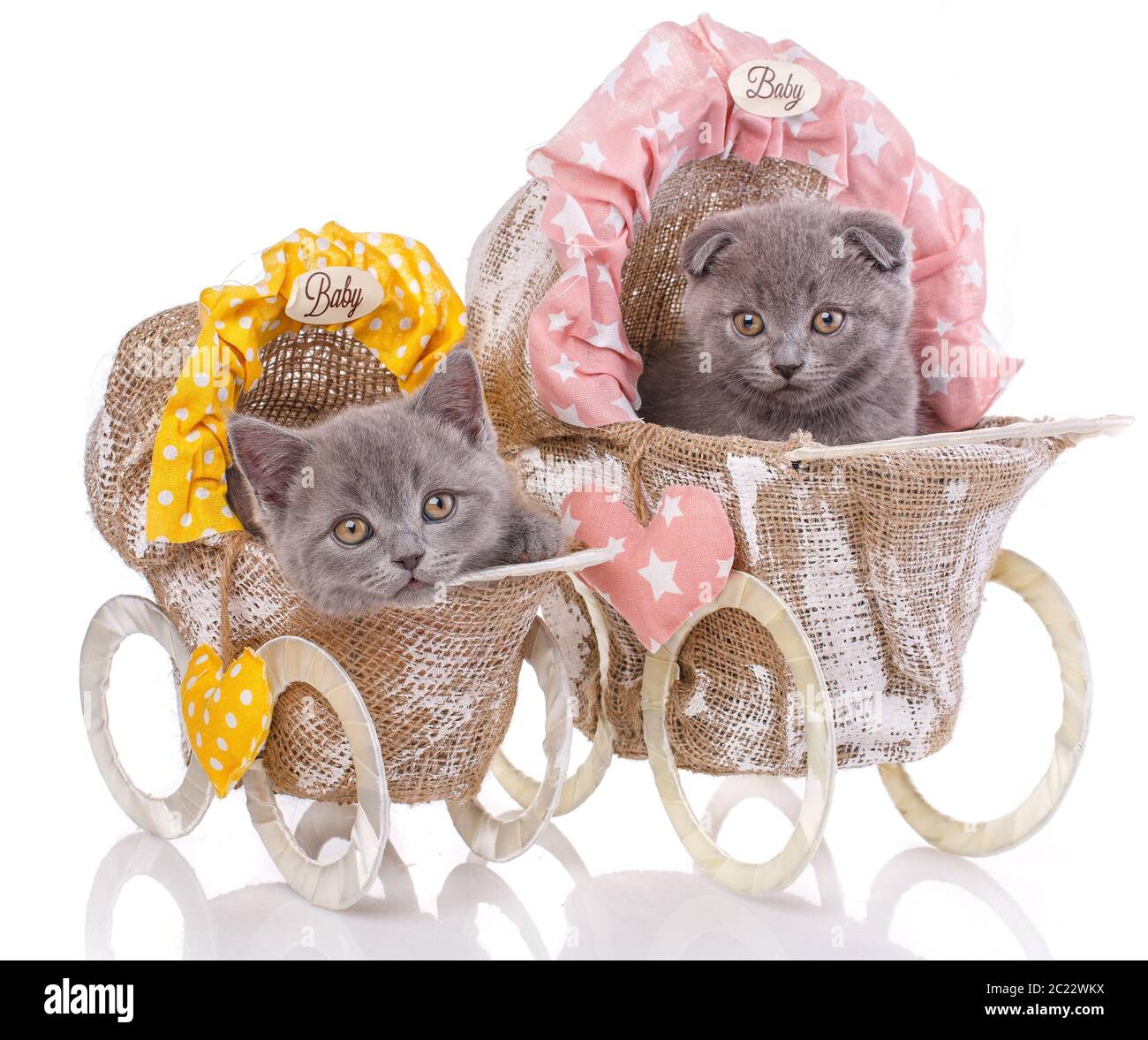 Scottish straight and scottish fold kittens. Two kittens in decorative