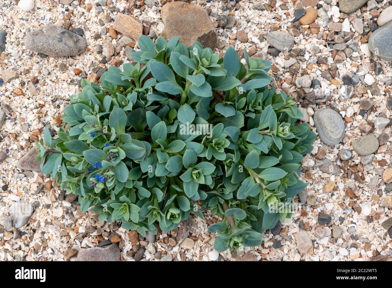 OYSTERPLANT Mertensia maritima  A  BLUE GREEN PLANT WITH BRIGHT BLUE FLOWERS ON A SEASHELL AND ROCK COVERED BEACH THE MORAY COAST SCOTLAND Stock Photo
