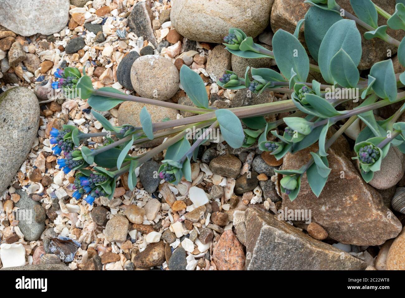 OYSTERPLANT Mertensia maritima A BLUE GREEN PLANT WITH A STEM OF BRIGHT BLUE FLOWERS ON A SEASHELL AND ROCK BEACH OF THE MORAY COAST SCOTLAND Stock Photo