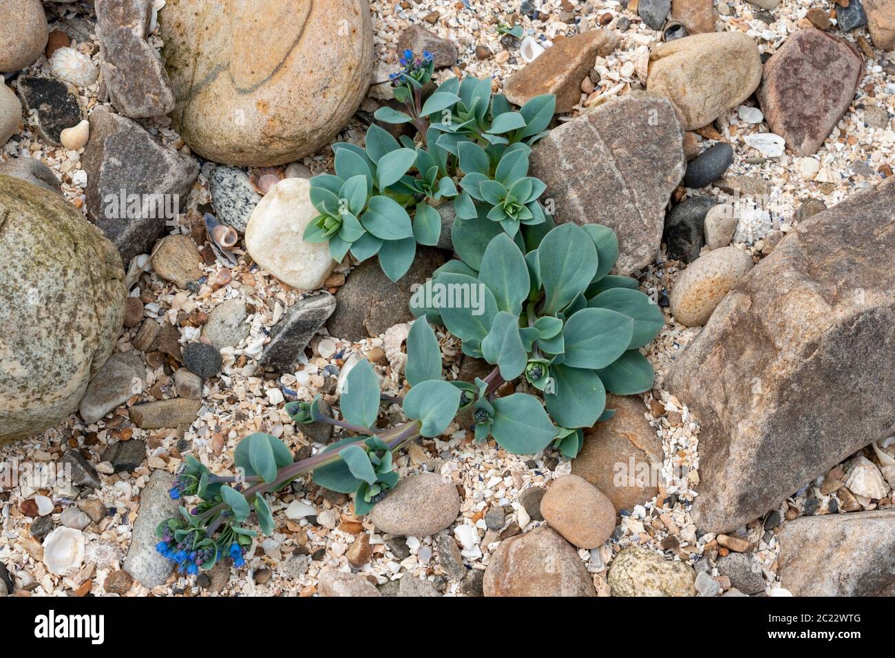 OYSTERPLANT Mertensia maritima A BLUE GREEN PLANT WITH BRIGHT BLUE FLOWERS ON A SEASHELL AND ROCK BEACH MORAY COAST SCOTLAND Stock Photo