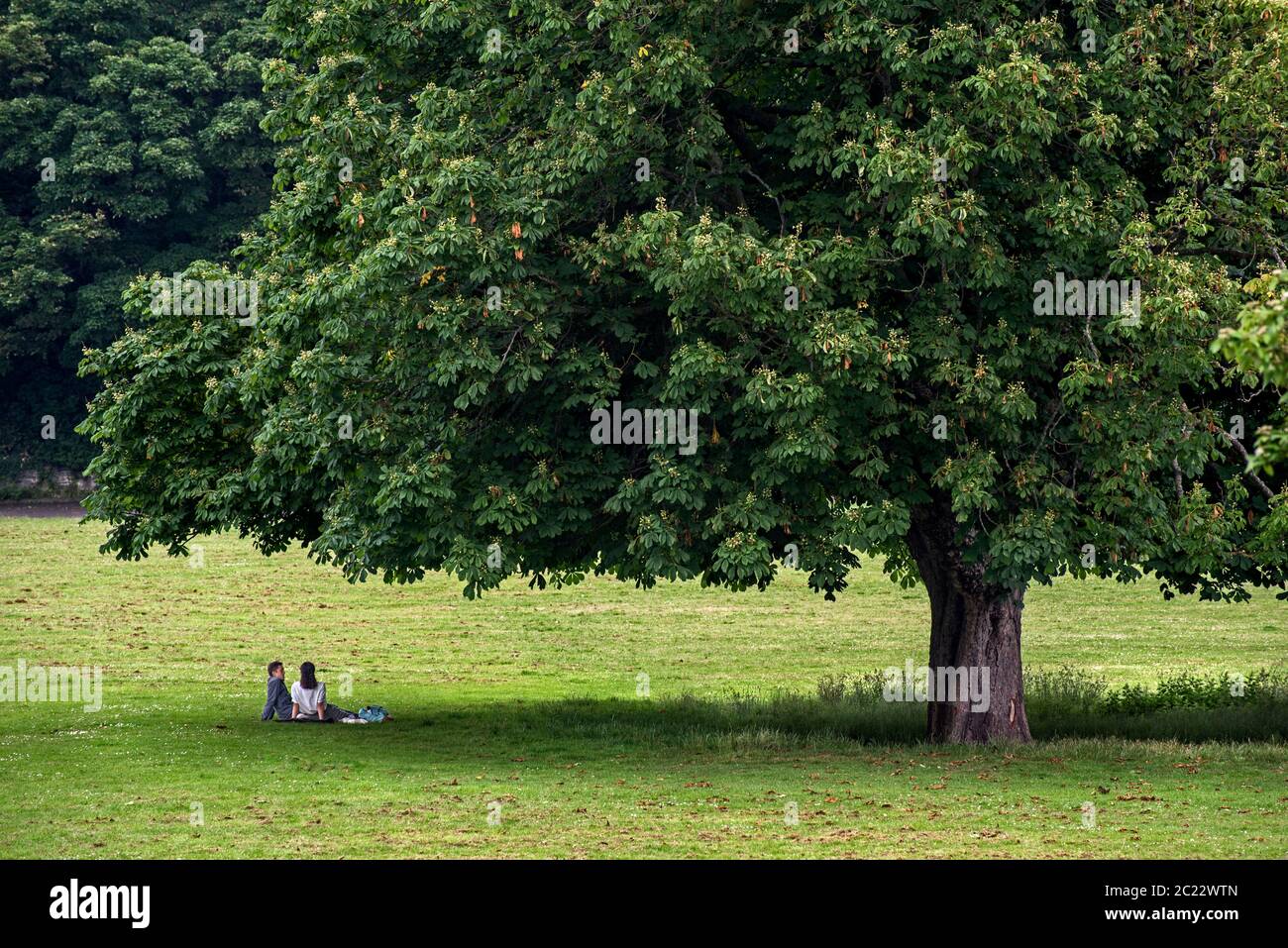 Young couple sitting under the shade of a horse chestnut tree, Edinburgh, Scotland, UK. Stock Photo