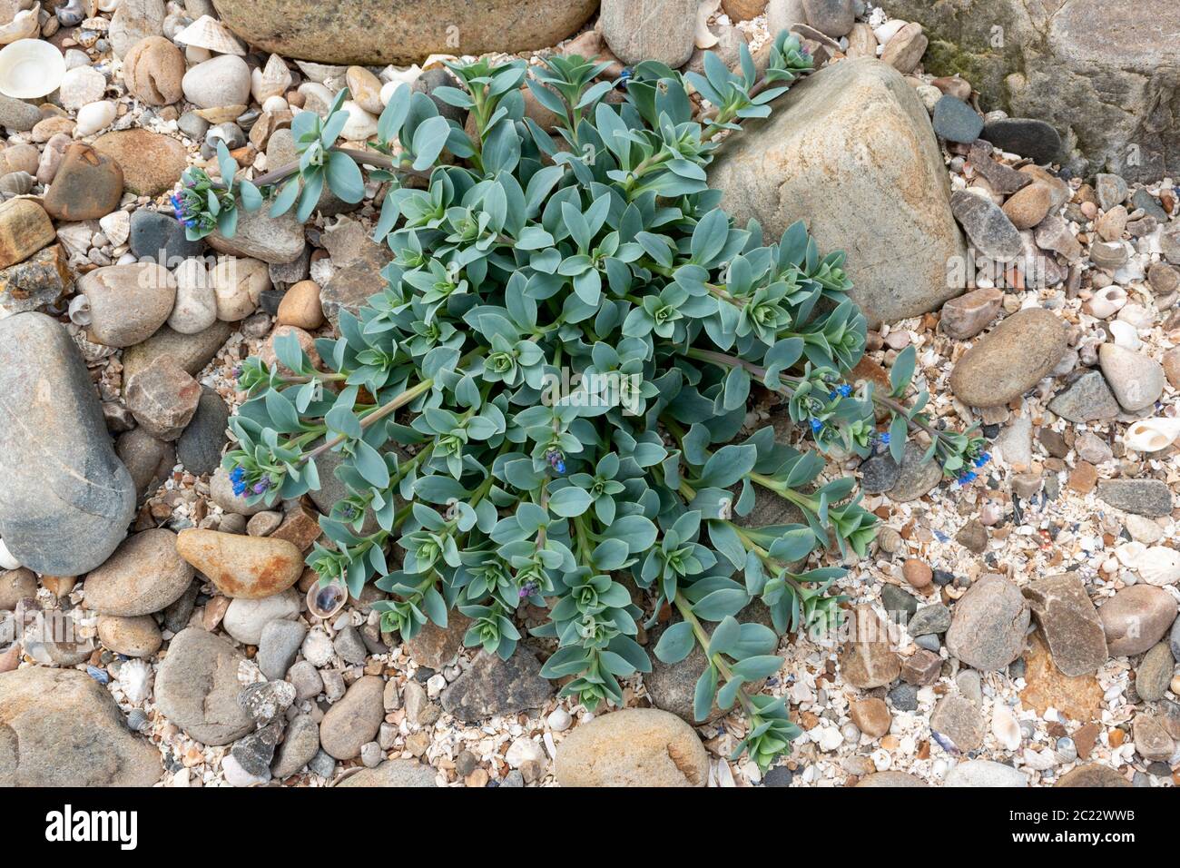 OYSTERPLANT Mertensia maritima A BLUE GREEN PLANT WITH BRIGHT BLUE FLOWERS ON A SEASHELL AND ROCK BEACH OF THE MORAY COAST SCOTLAND Stock Photo