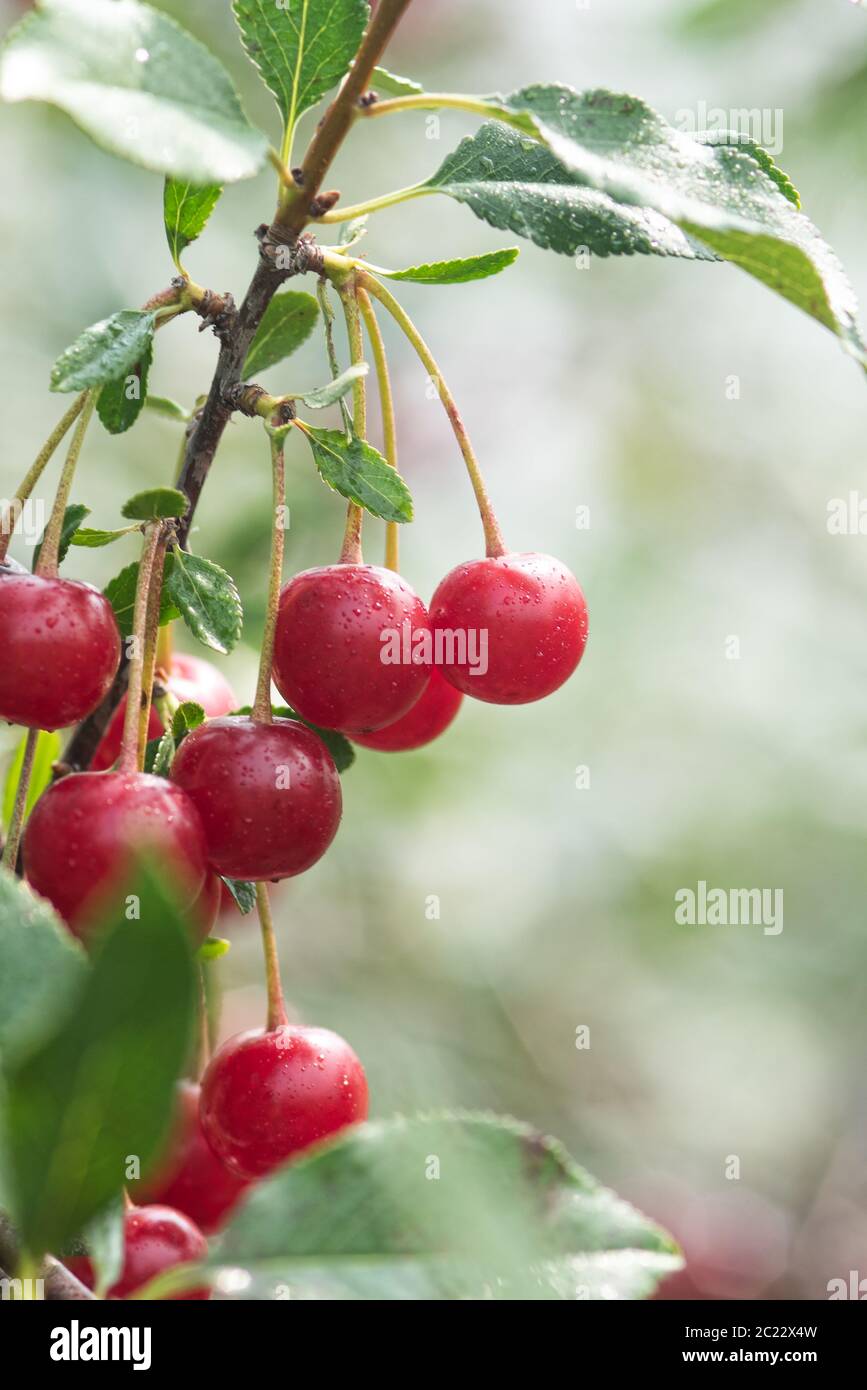Mature cherry tree hi-res stock photography and images - Alamy