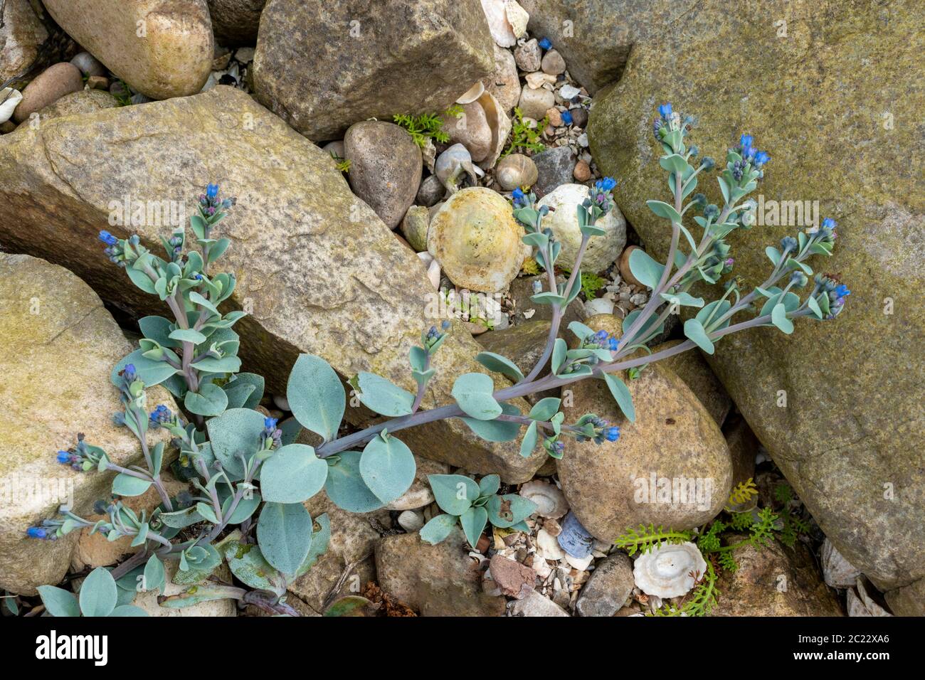 OYSTERPLANT Mertensia maritima THE STEM OF A  BLUE GREEN PLANT WITH BRIGHT BLUE FLOWERS ON A SEASHELL AND ROCK BEACH MORAY COAST SCOTLAND Stock Photo