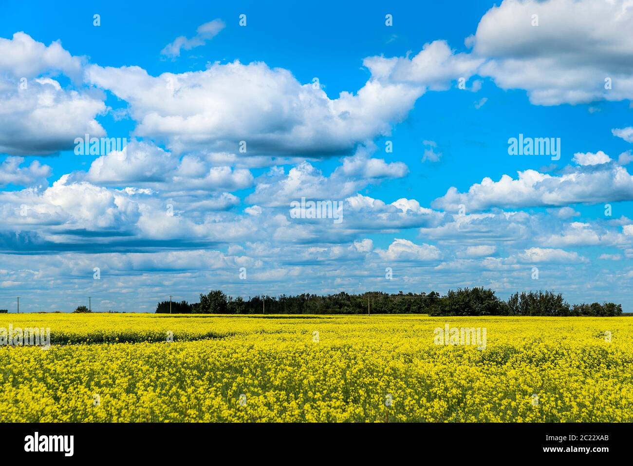 Canola field, Leduc, Edmonton, Alberta, Canada Stock Photo
