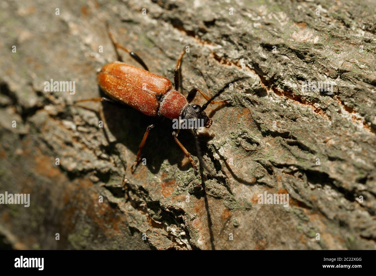 Red-brown Longhorn Beetle (Stictoleptura rubra) on a tree trunk in the forest in summer Stock Photo