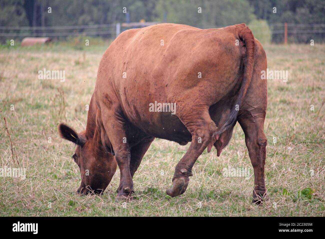 Angusrinder auf einer Weide in Bayern Stock Photo
