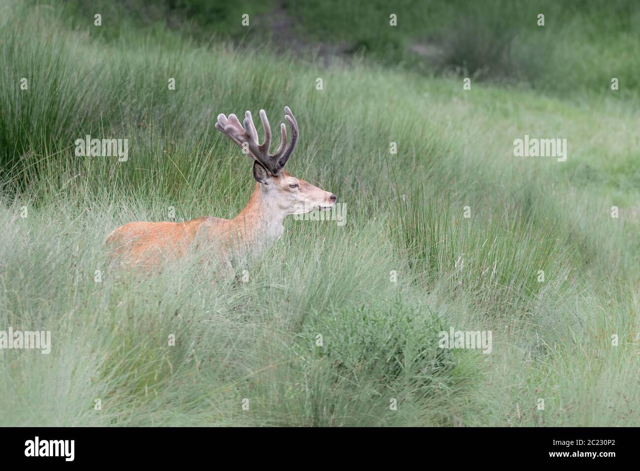 Red deer cervus elaphus in the alps hi-res stock photography and images ...