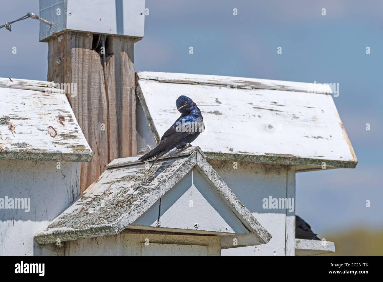 Purple Martin on Top of a Nesting House in the Horicon National Wildlife Refuge in Wisconsin Stock Photo