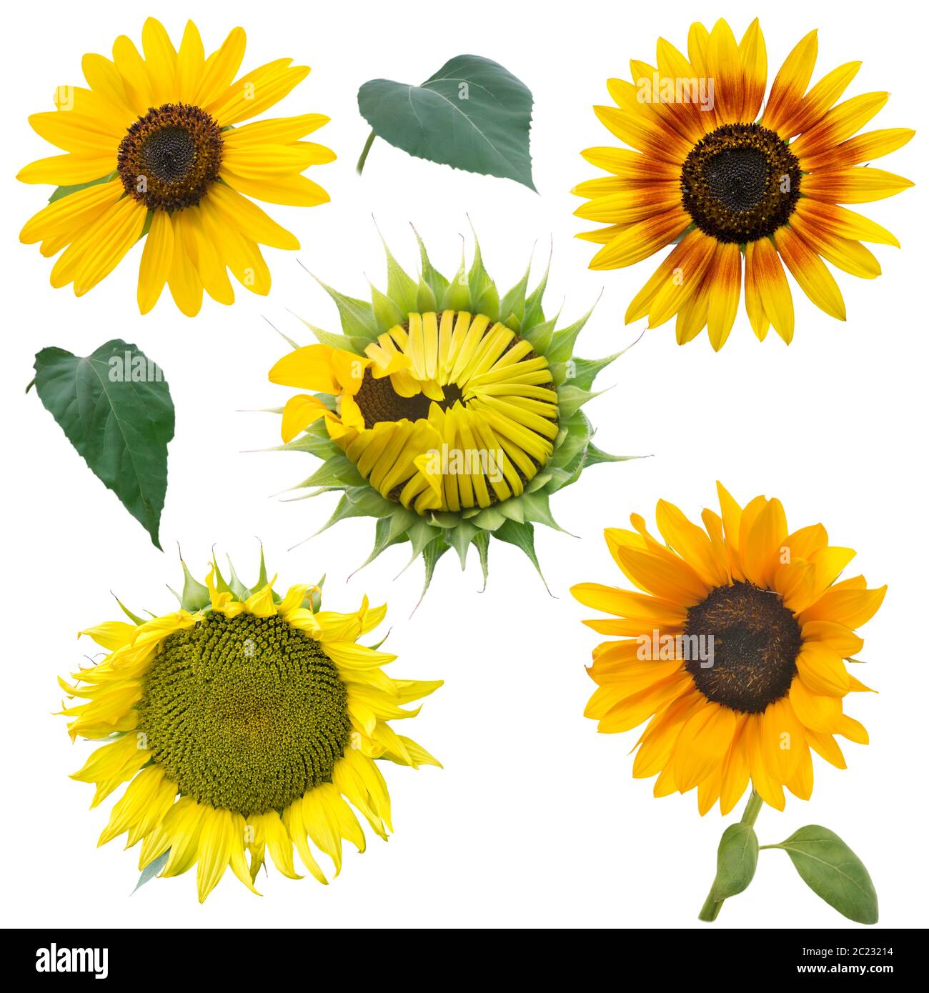 sunflowers set isolated on white background Stock Photo - Alamy