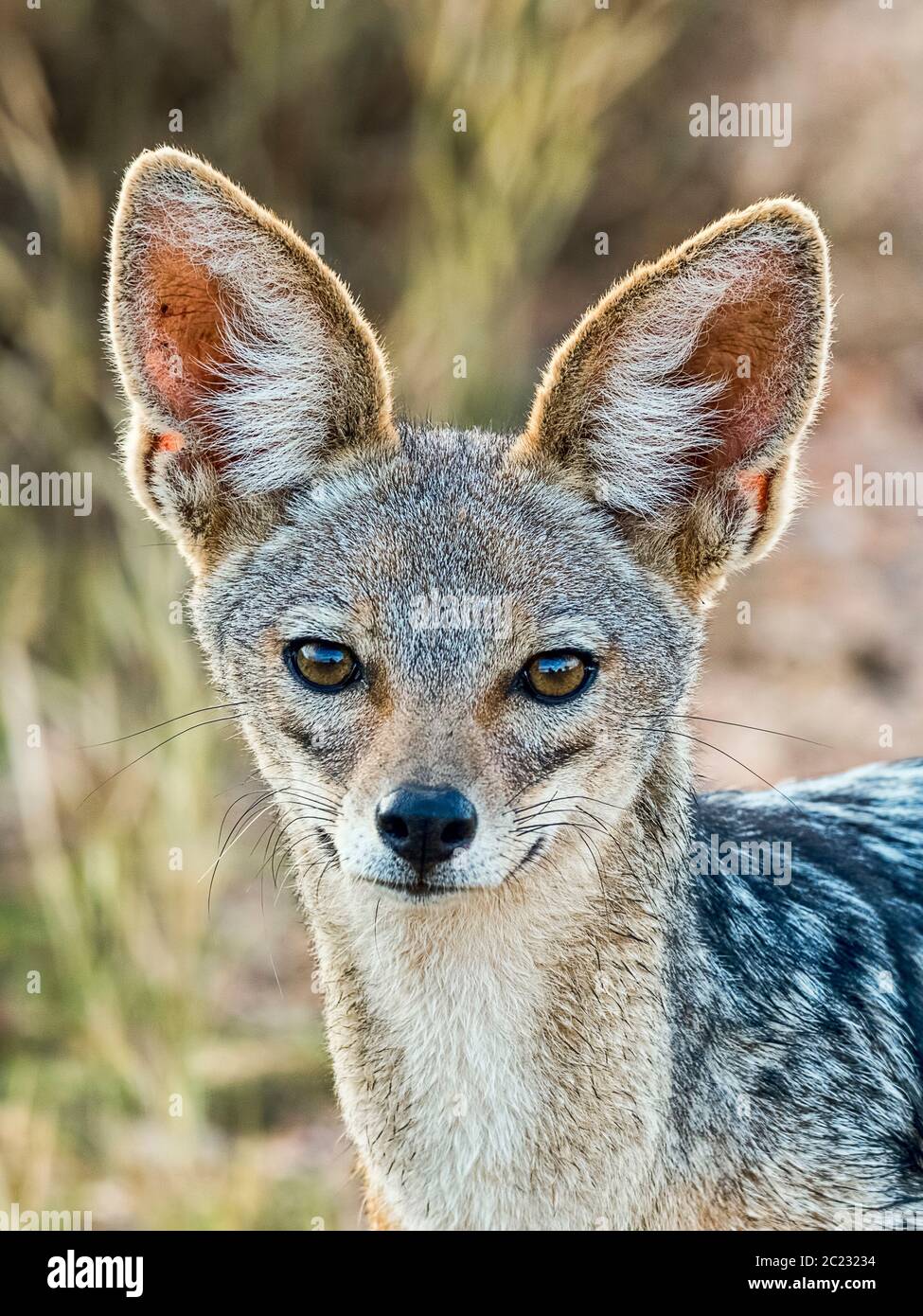 Schabrackenschakal Canis Mesomelas Tsavo West Nationalpark Kenia Ostafrika Stock Photo Alamy