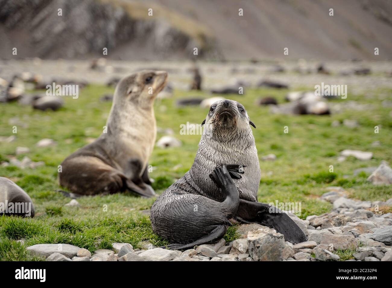 Fur Seal in Fortuna Bay, one of the larger plains on the island of South Georgia and the south sandwich islands Stock Photo