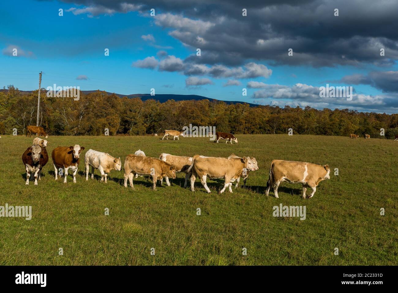 A herd of cows in a field beside Kinnaird Loch. Stock Photo