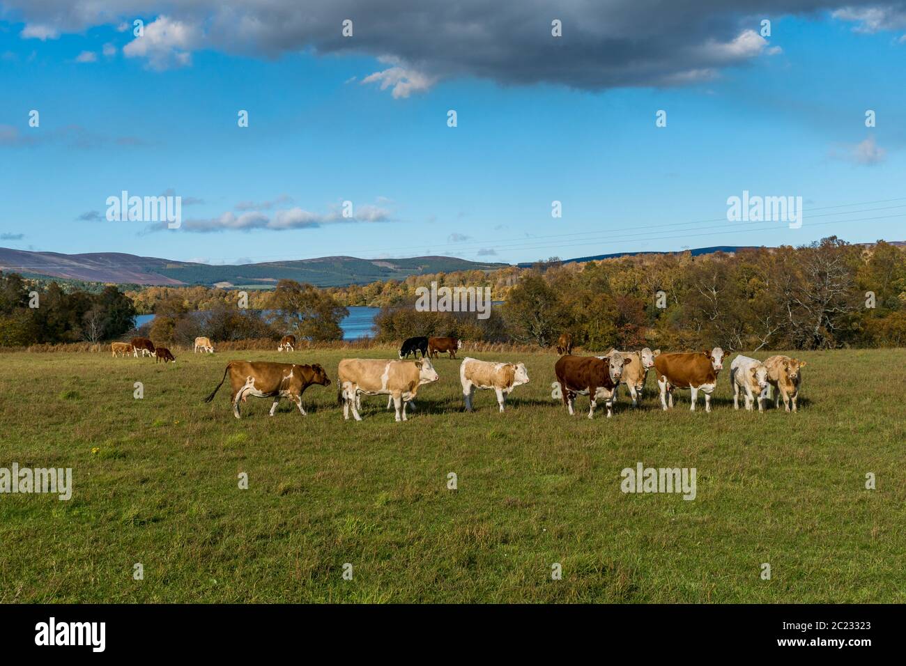 A herd of cows in a field beside Kinnaird Loch. Stock Photo