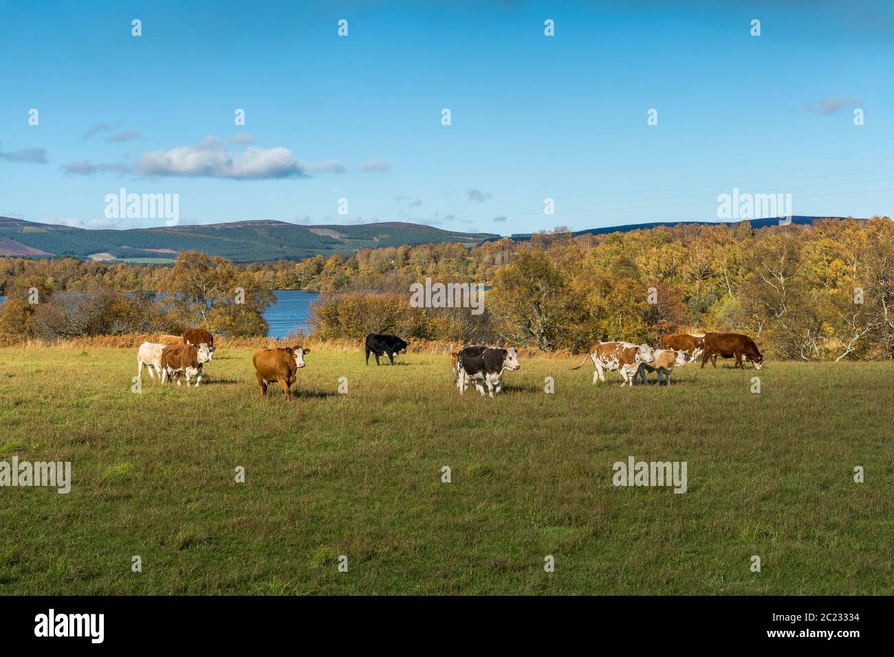 A herd of cows in a field beside Kinnaird Loch. Stock Photo