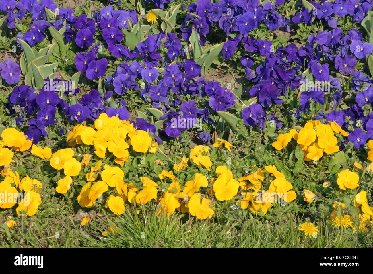 Purple flowers in layers hi-res stock photography and images - Alamy
