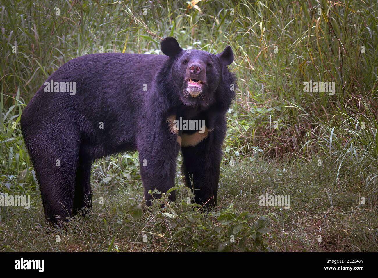 Growling grizzly bear hi-res stock photography and images - Alamy
