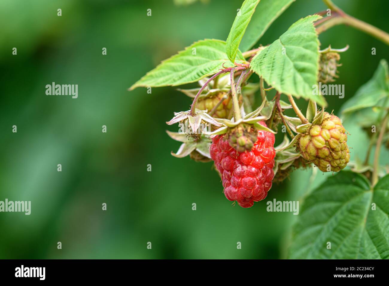 https://c8.alamy.com/comp/2C234CY/berries-of-ripe-and-immature-raspberries-on-a-branch-with-green-leaves-close-up-2C234CY.jpg