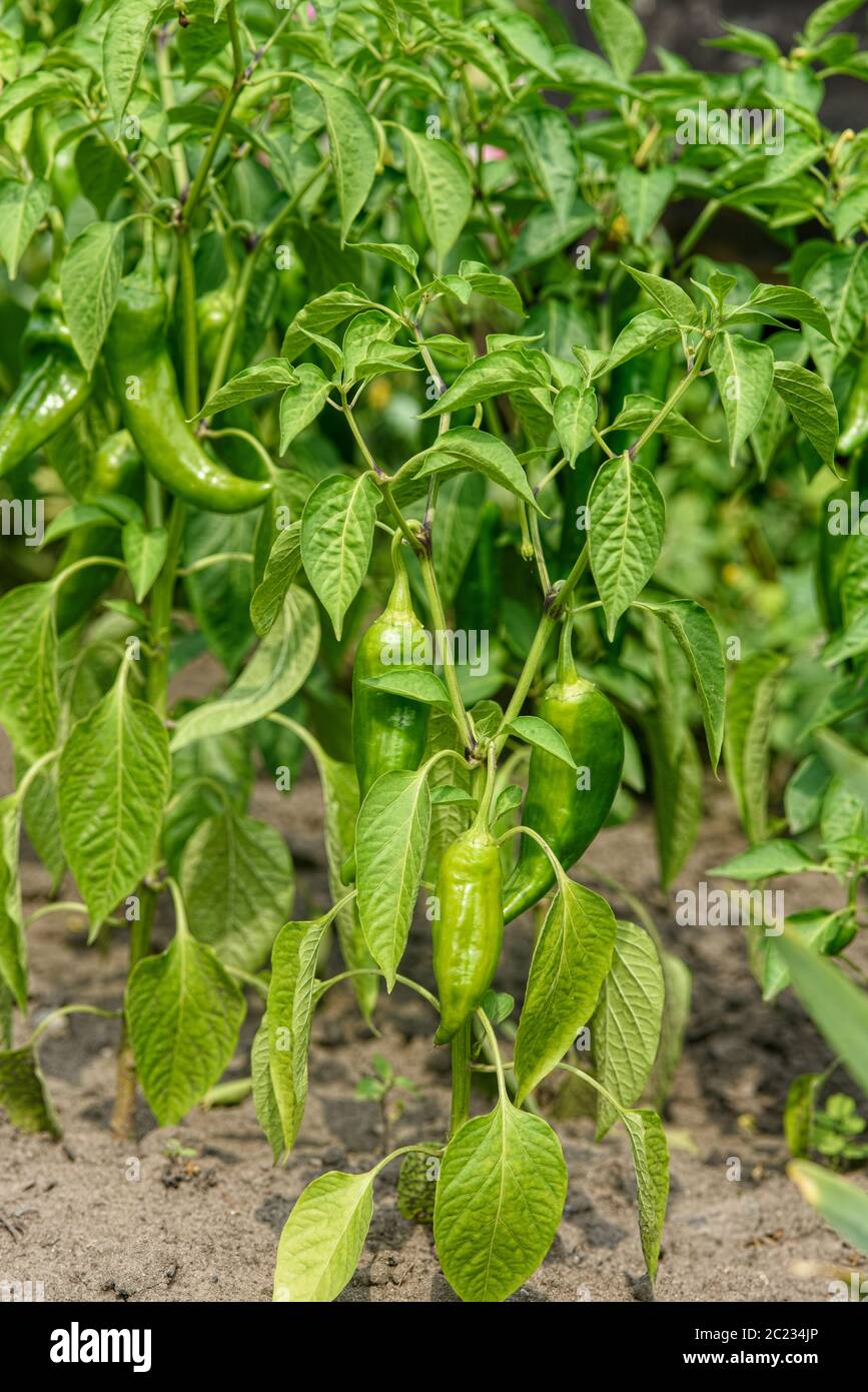 Hot pepper garden hi-res stock photography and images - Alamy