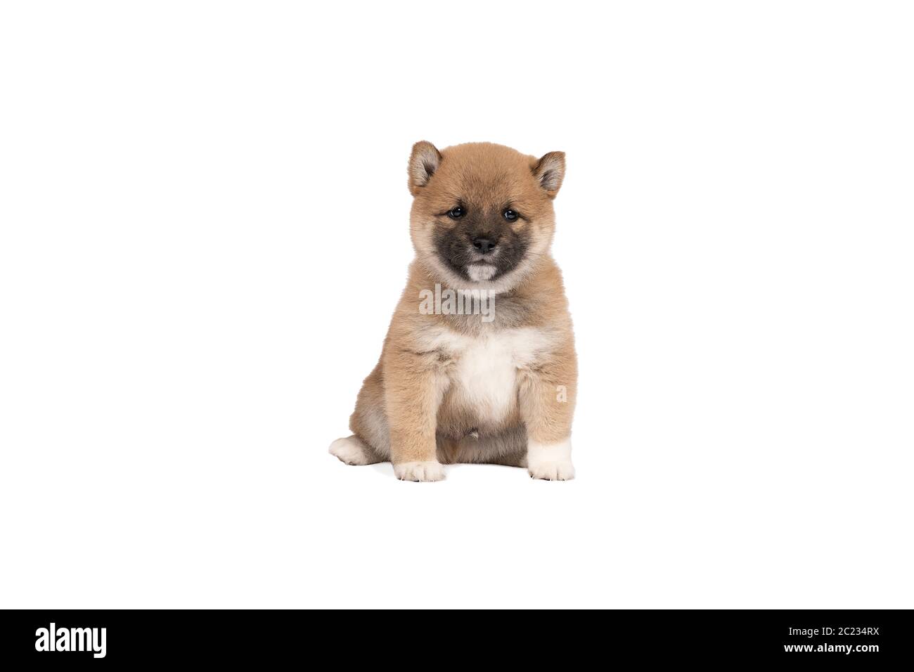 a Shiba Inu puppy sitting isolated in a white background with space for ...