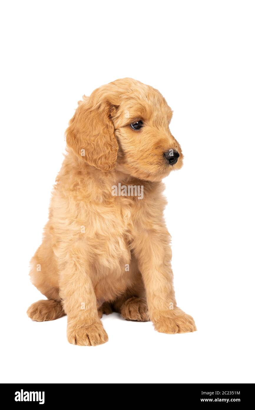 Cute labradoodle best sale