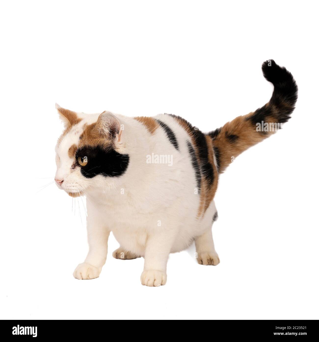 a Portrait of a domestic cat white with black and ginger spots isolated ...