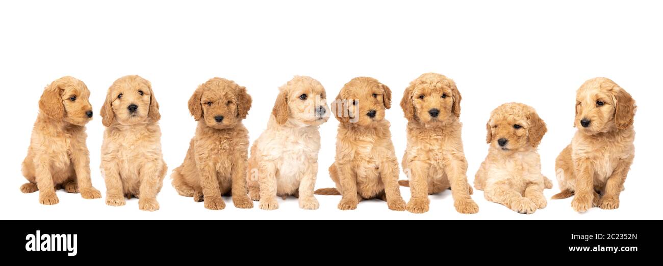 A litter of cute labradoodle puppies sitting looking at the camera
