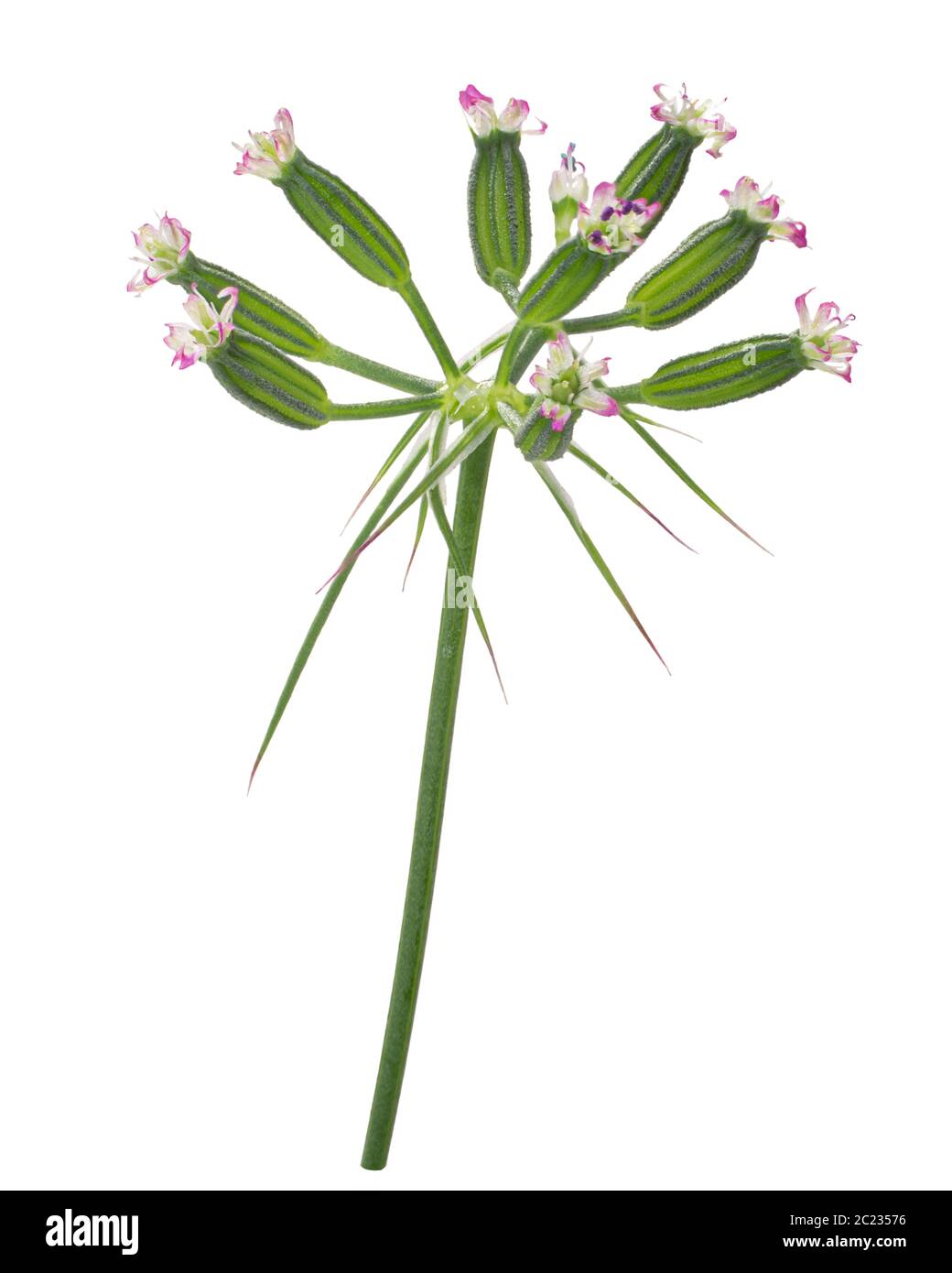 Cumin umbel (Cuminum cyminum) with blossoms, isolated Stock Photo