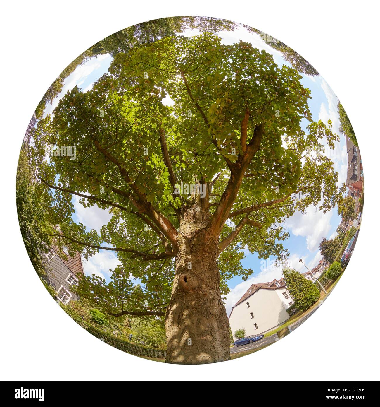 Sycamore tree Stock Photo